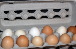 Leggett Farms fresh eggs II
